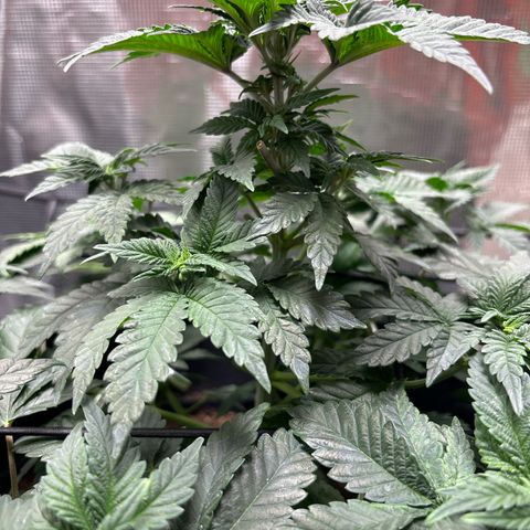 Petree growlog photo: Plant is looking wonderful and is growing fast