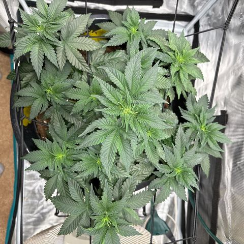 Petree growlog photo: Plant is looking wonderful and is growing fast