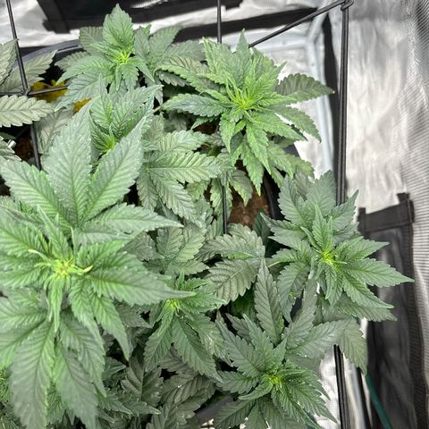Petree growlog photo: Plant is looking wonderful and is growing fast