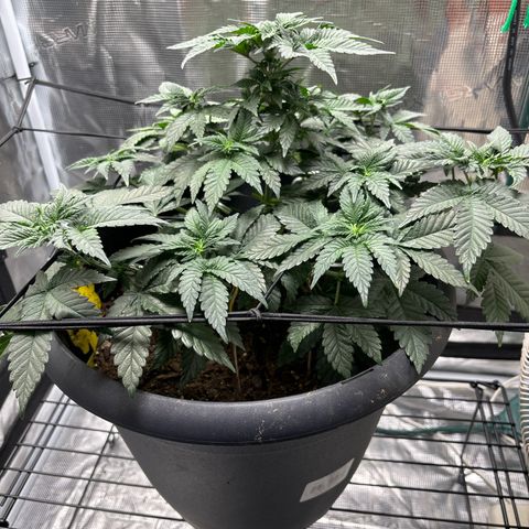 Petree growlog photo: Plant is looking wonderful and is growing fast