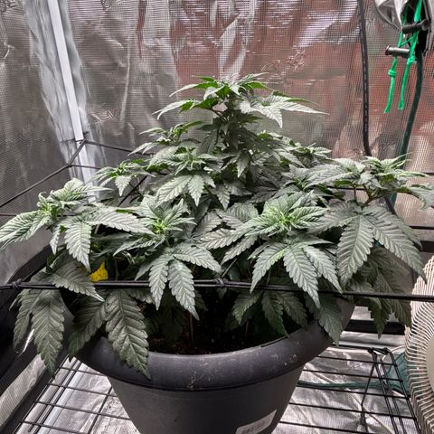 Petree growlog photo: Bungee and hooks are training the plant exactly how I want!! Very excited about the progress I see every other day. 