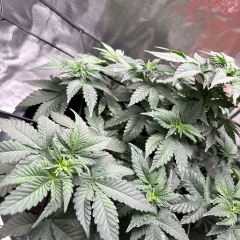 Petree growlog photo: Bungee and hooks are training the plant exactly how I want!! Very excited about the progress I see every other day. 
