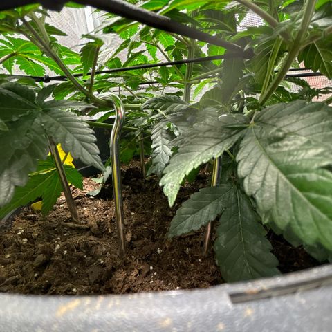 Petree growlog photo: Bungee and hooks are training the plant exactly how I want!! Very excited about the progress I see every other day. 