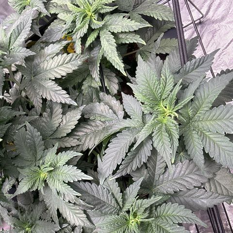 Petree growlog photo: Bungee and hooks are training the plant exactly how I want!! Very excited about the progress I see every other day. 