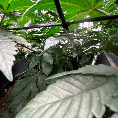 Petree growlog photo: Bungee and hooks are training the plant exactly how I want!! Very excited about the progress I see every other day. 