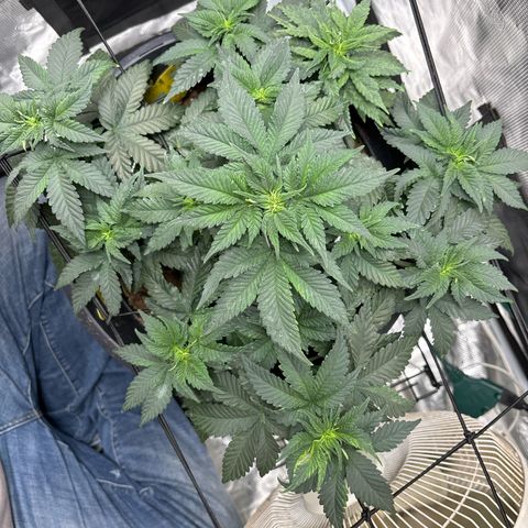 Petree growlog photo: Bungee and hooks are training the plant exactly how I want!! Very excited about the progress I see every other day. 
