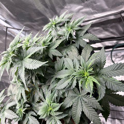 Petree growlog photo: Bungee and hooks are training the plant exactly how I want!! Very excited about the progress I see every other day. 