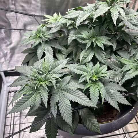Petree growlog photo: Showing female on top