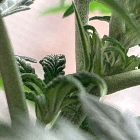 Petree growlog photo: Showing female on top