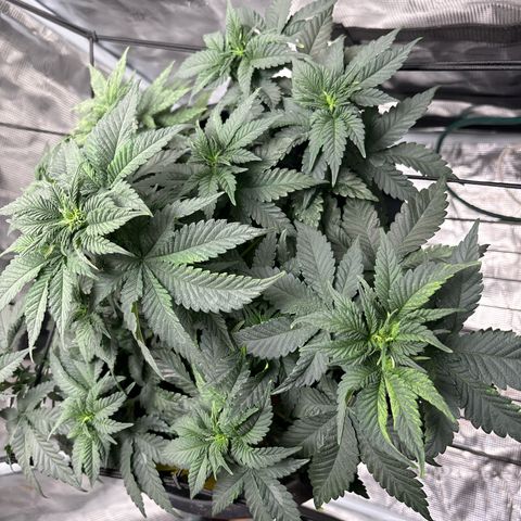 Petree growlog photo: Showing female on top