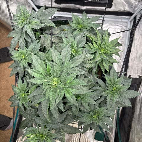 Petree growlog photo: Showing female on top
