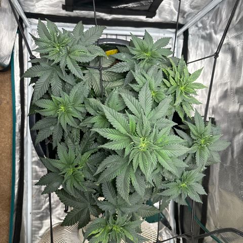 Petree growlog photo: Showing female on top