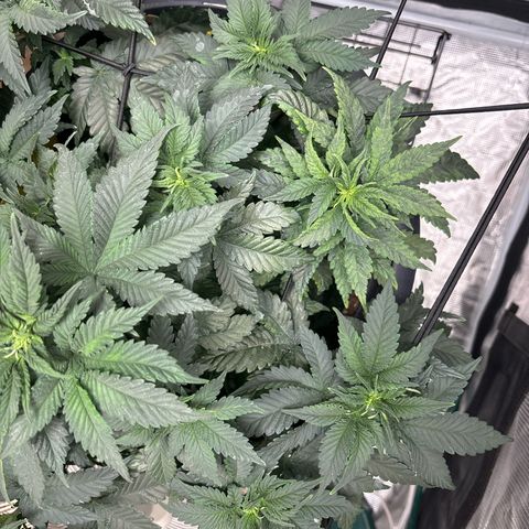 Petree growlog photo: Showing female on top