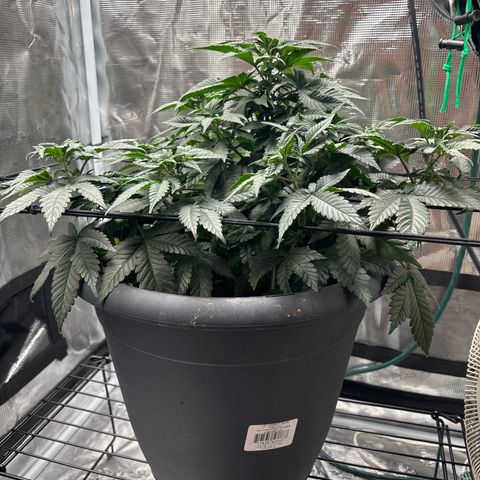 Petree growlog photo: Loooooking gooood