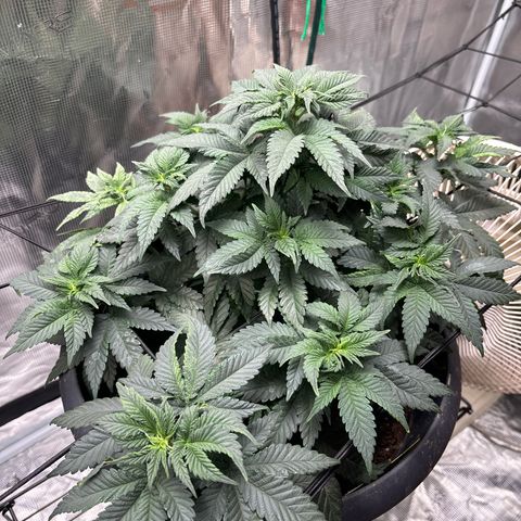 Petree growlog photo: Loooooking gooood