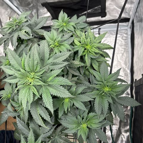 Petree growlog photo: Loooooking gooood