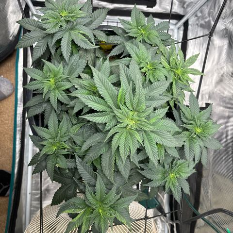 Petree growlog photo: Loooooking gooood
