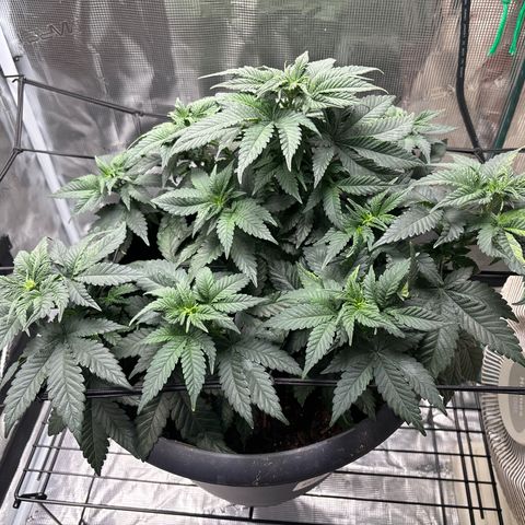 Petree growlog photo: Loooooking gooood