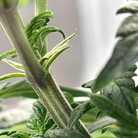 Petree growlog timeline photo