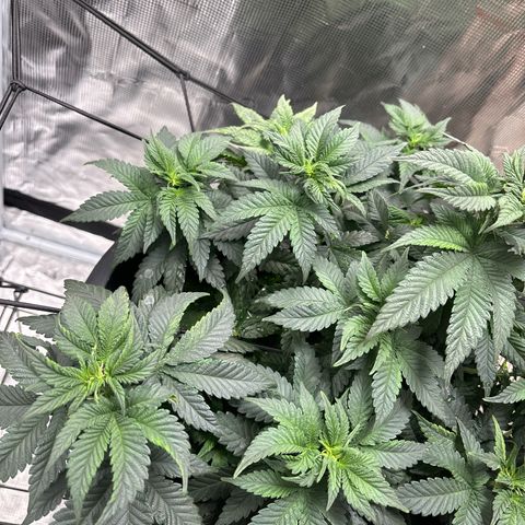 Petree growlog photo: Seeing psstols and showing female in veg. Not a good sign could be stress and or the roots are going to need a bigger pot