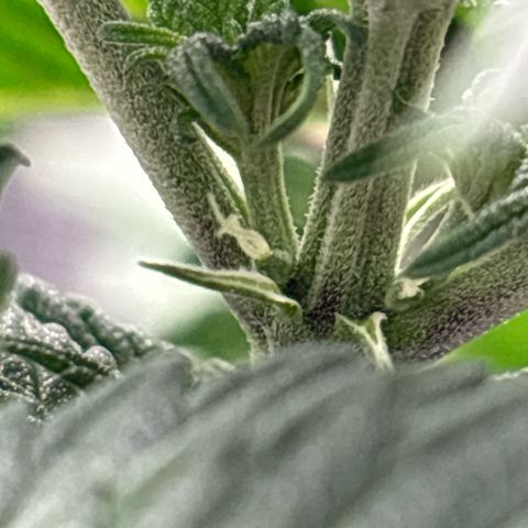 Petree growlog timeline photo
