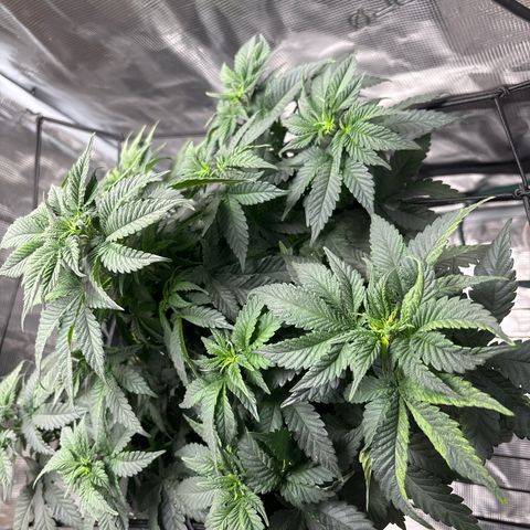 Petree growlog photo: Seeing psstols and showing female in veg. Not a good sign could be stress and or the roots are going to need a bigger pot
