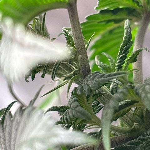 Petree growlog timeline photo