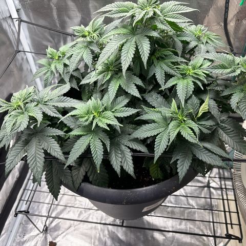 Petree growlog photo: Seeing psstols and showing female in veg. Not a good sign could be stress and or the roots are going to need a bigger pot