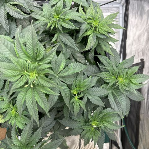 Petree growlog photo: Seeing psstols and showing female in veg. Not a good sign could be stress and or the roots are going to need a bigger pot