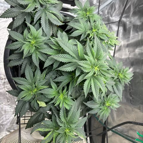 Petree growlog photo: Seeing psstols and showing female in veg. Not a good sign could be stress and or the roots are going to need a bigger pot
