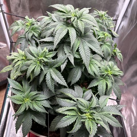 Petree growlog photo: Repotted today