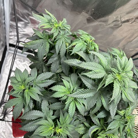 Petree growlog photo: Repotted today