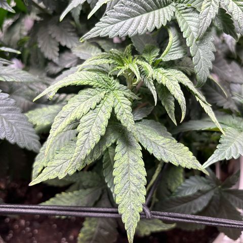 Petree growlog photo: Repotted today