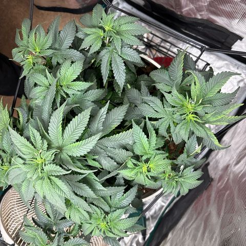 Petree growlog photo: Repotted today