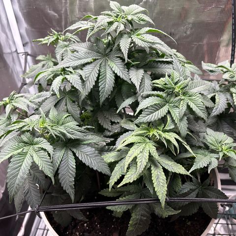 Petree growlog photo: Repotted today