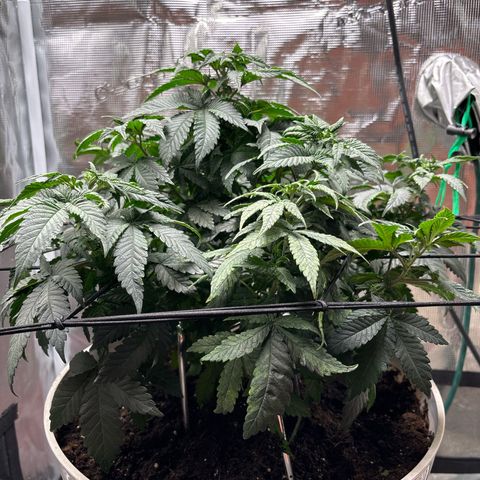 Petree growlog photo: Repotted today