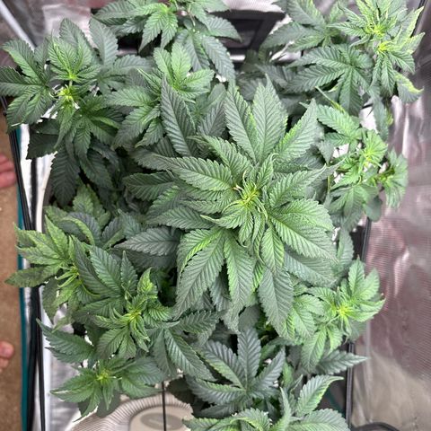 Petree growlog photo: Repotted today