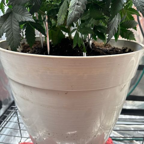 Petree growlog photo: Repotted today