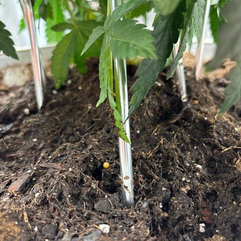 Petree growlog photo: Retrained 