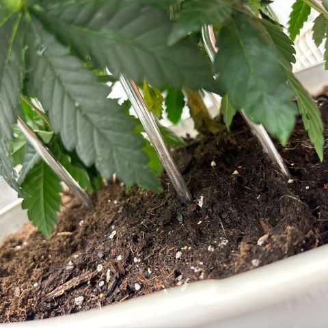 Petree growlog photo: Retrained 