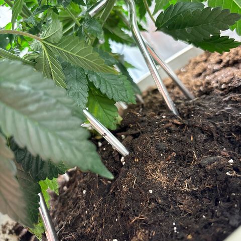 Petree growlog photo: Retrained 
