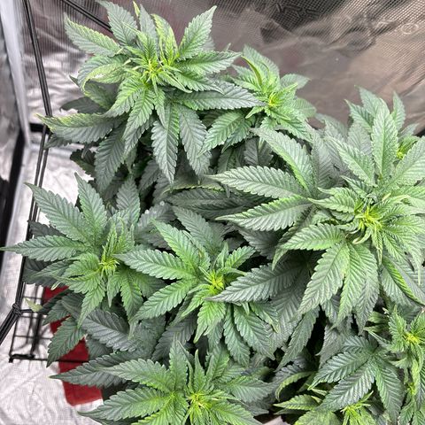 Petree growlog photo: Still getting pistols hoping the repot will slow it down