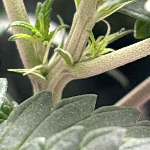 Petree growlog photo: Still getting pistols hoping the repot will slow it down