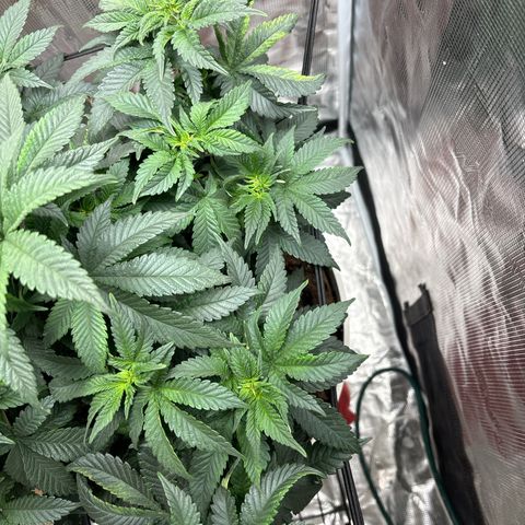 Petree growlog photo: Still getting pistols hoping the repot will slow it down