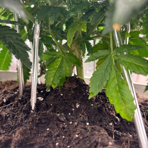 Petree growlog photo: Still getting pistols hoping the repot will slow it down