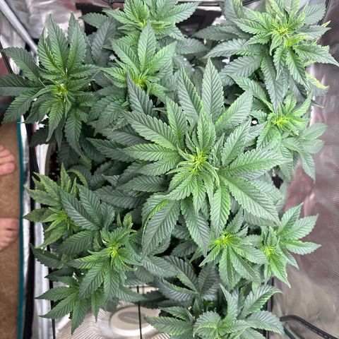 Petree growlog photo: Still getting pistols hoping the repot will slow it down