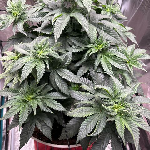 Petree growlog photo: Still getting pistols hoping the repot will slow it down