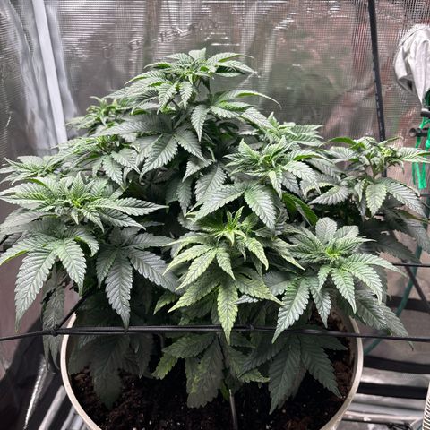Petree growlog photo: Still getting pistols hoping the repot will slow it down