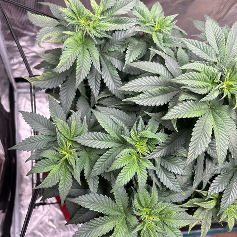 Petree growlog photo: Getting many more pistols have developed over the last few days. Debating on changing over to 12/12 to start flowering. 