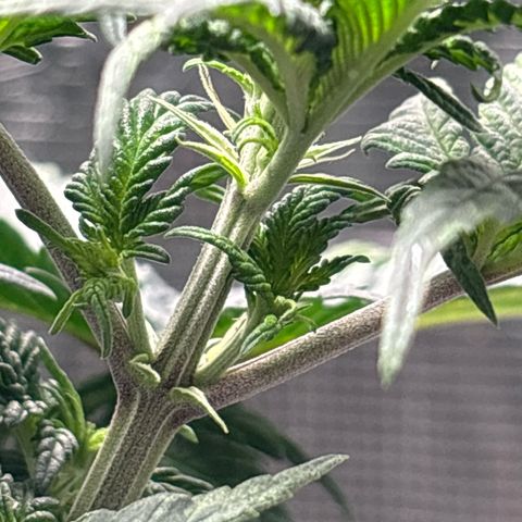 Petree growlog photo: Getting many more pistols have developed over the last few days. Debating on changing over to 12/12 to start flowering. 